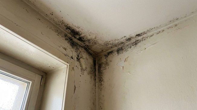 Angle de mur et de plafond couvert de moisissure noire à côté d'une fenêtre, signe d'un pont de froid